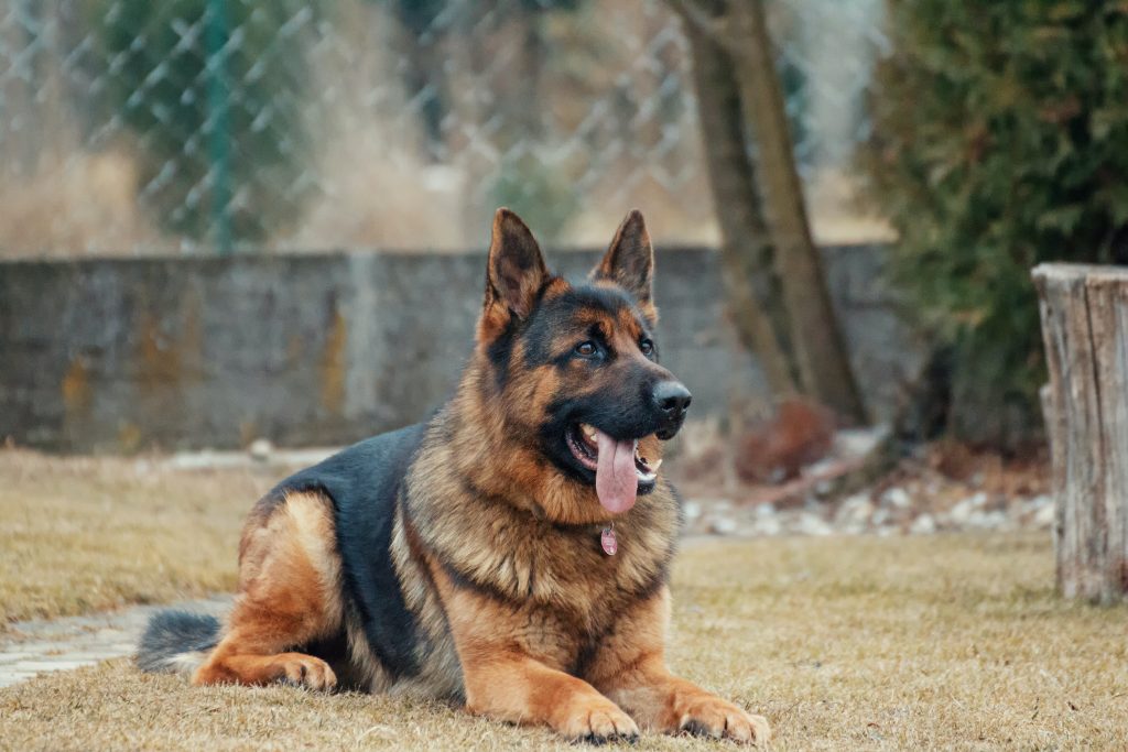 Tout savoir sur le berger allemand
