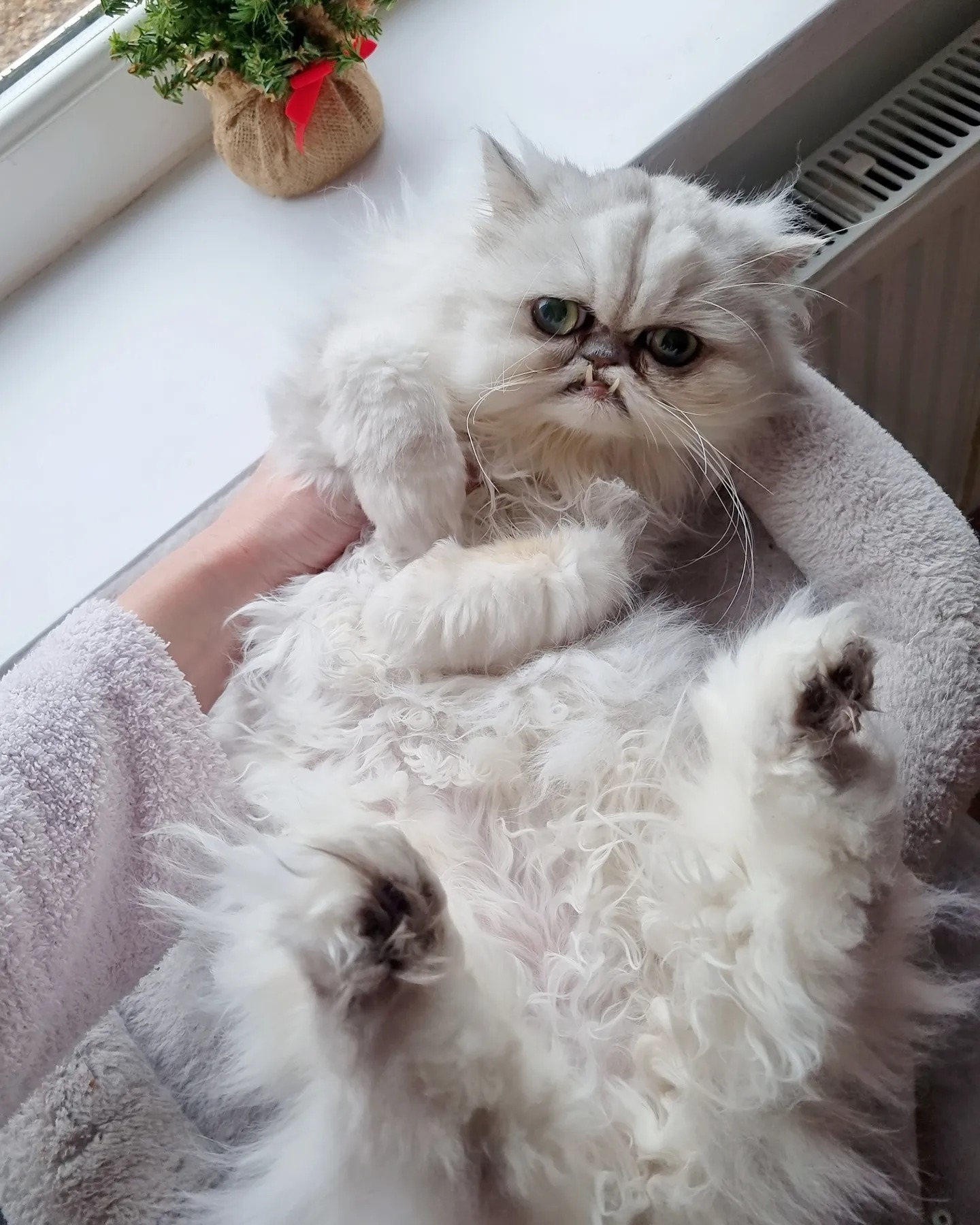 Le chat le plus moche du monde