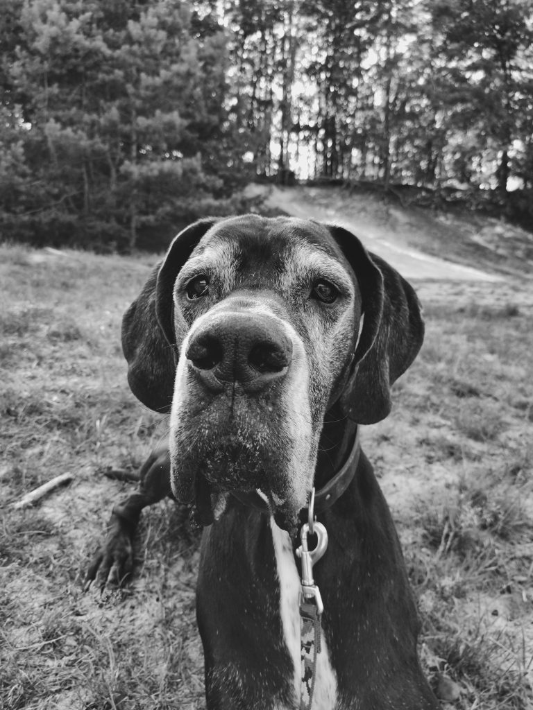 8 espèces de Dogue