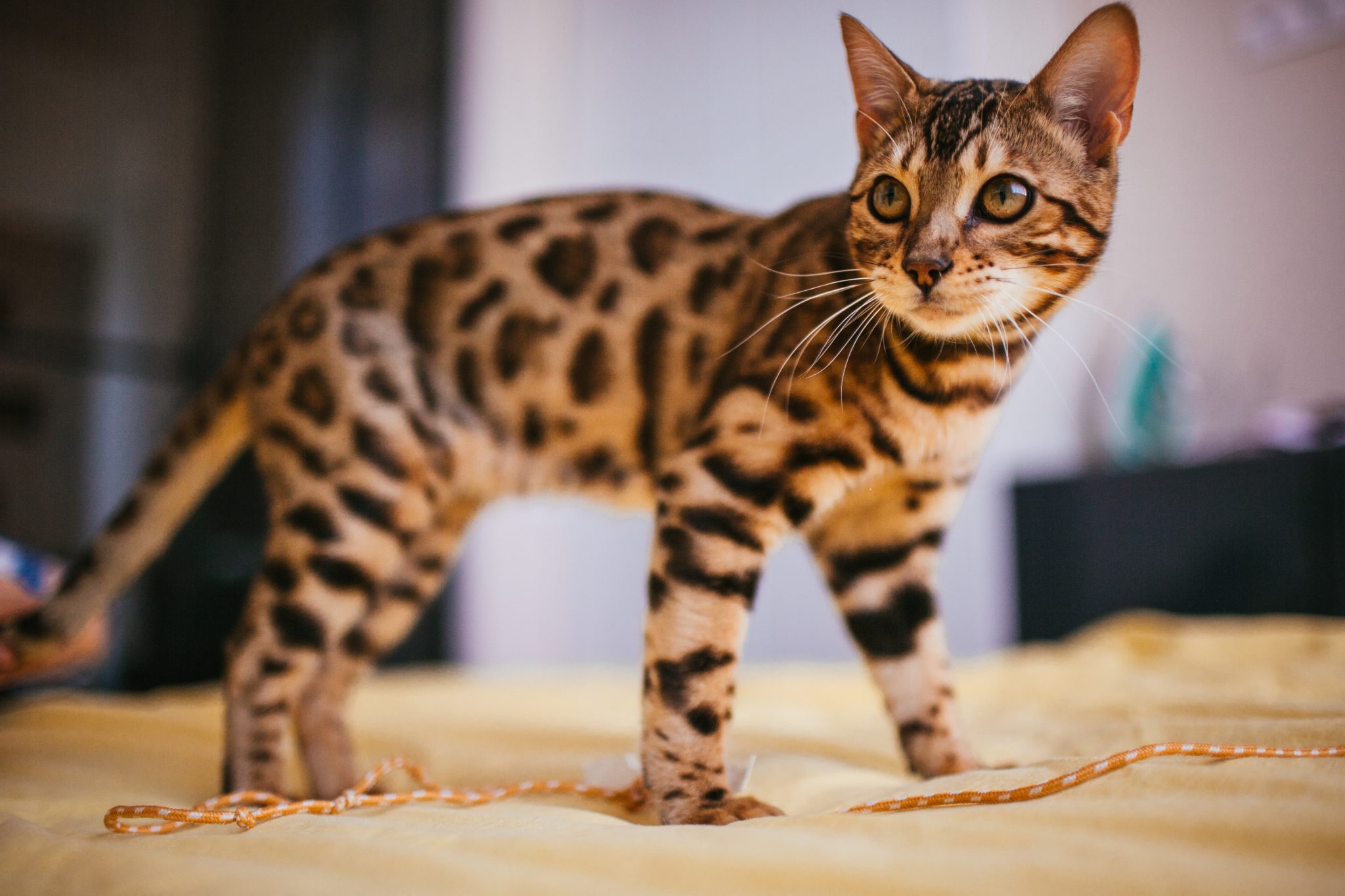 Le chat le plus cher du monde