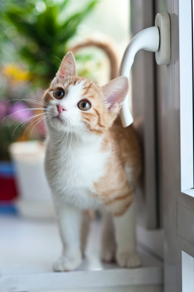 Nos recommandations pour l&rsquo;alimentation de votre chat