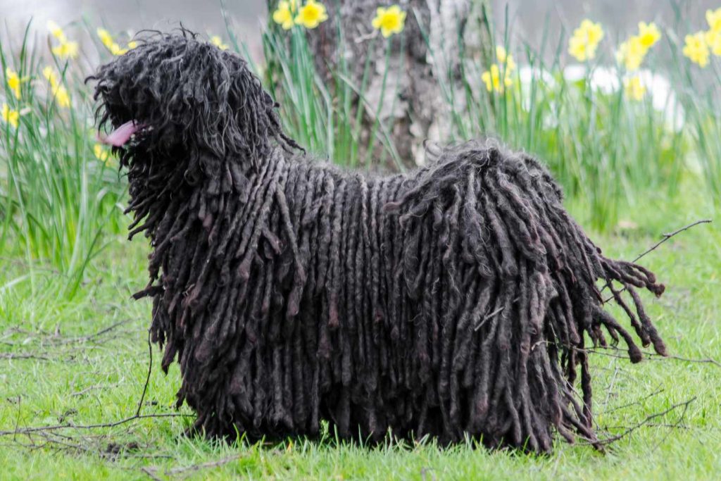 Tout savoir sur le Puli