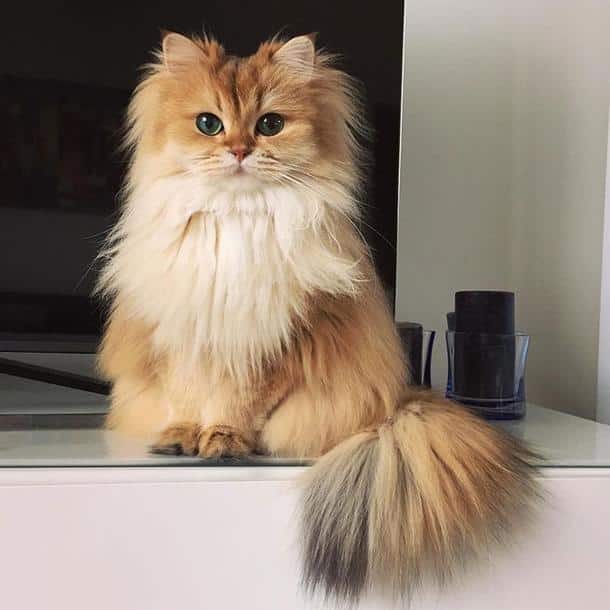 Le chat le plus beau du monde