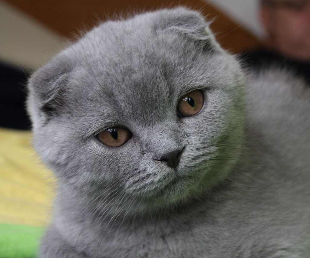 Le Scottish Fold