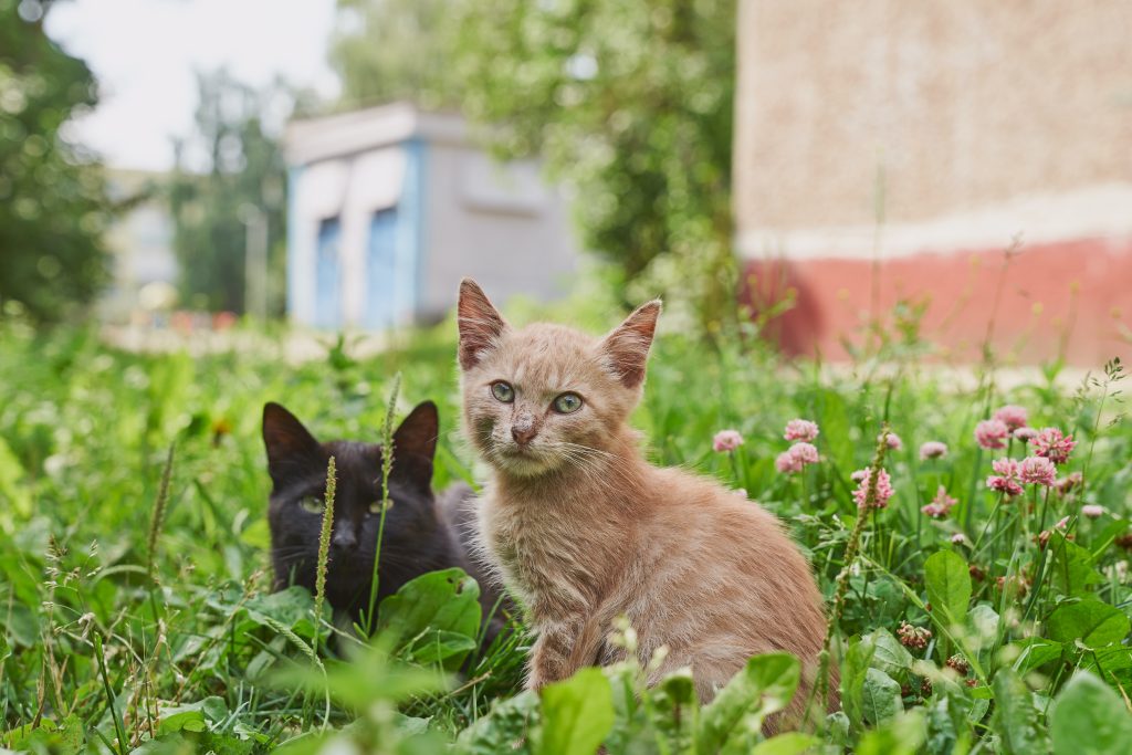 Le chat le plus petit du Monde