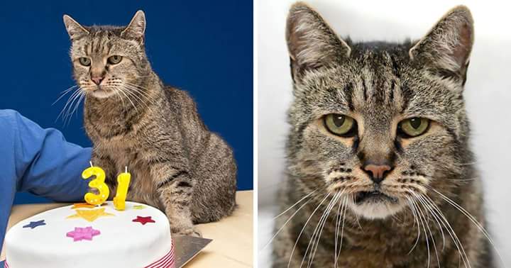 Le chat le plus vieux du monde