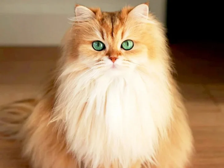 chat-celebre-internet-reseaux-sociaux