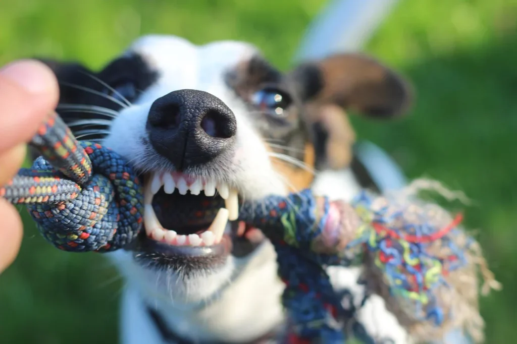 chien soins des dents
