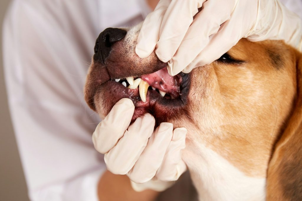 gingivite chien